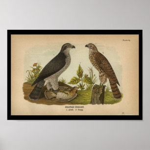 Poster 1890 Bird Print American Goshawk