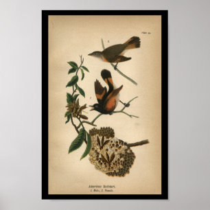 Poster 1890 Bird Print American Redstart
