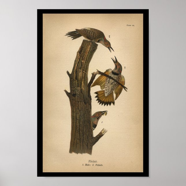 Poster 1890 Bird Print Flicker (Devant)
