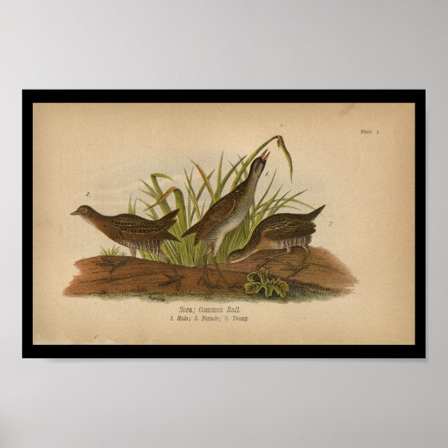 Poster 1890 Bird Print Sora Common Rail (Devant)