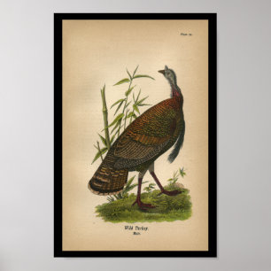 Poster 1890 Bird Print Wild Turkey