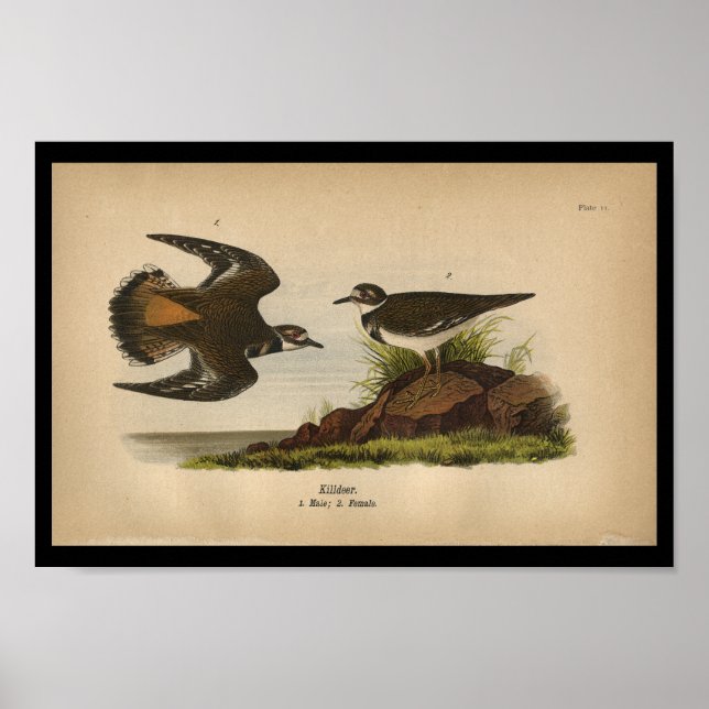 Poster 1890 Blesseur d'oiseaux (Devant)