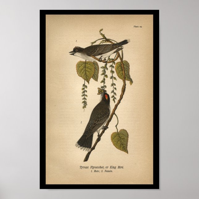 Poster 1890 Flycatcher tyran d'impression d'oiseaux (Devant)