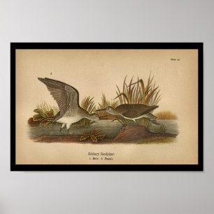 Poster 1890 Imprimé Oiseau Bécasseau solitaire