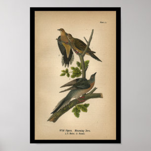 Poster 1890 Oiseau Imprimer colombe en deuil