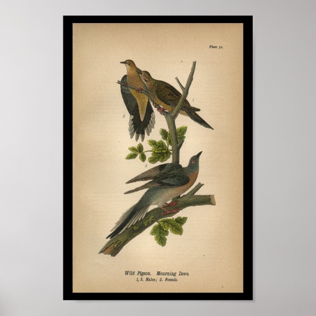 Poster 1890 Oiseau Imprimer colombe en deuil (Devant)