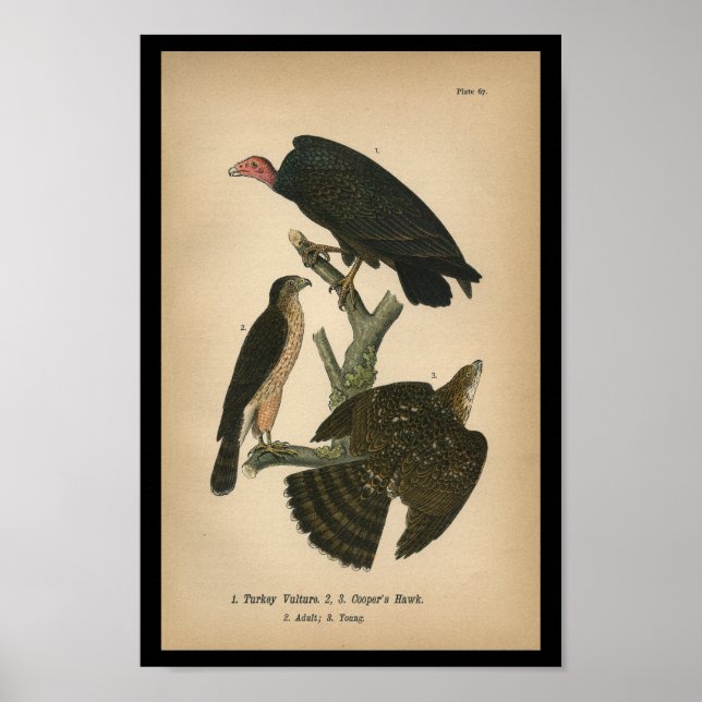 Poster 1890 Oiseau Imprimer Cooper's Hawk (Devant)