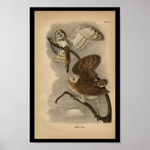 Poster 1890 Oiseaux Imprimés Chouettes de grange