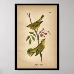 Poster 1890 Paruline jaune à imprimer aux oiseaux