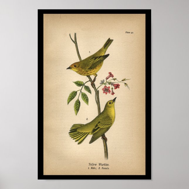 Poster 1890 Paruline jaune à imprimer aux oiseaux (Devant)
