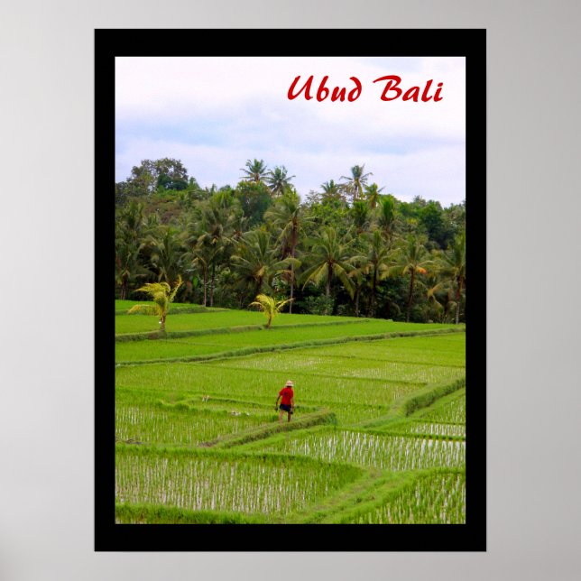 Poster (18" x 24") Rice Fields Ubud Bali (Devant)