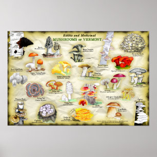 Poster 18x12 Champignons du Vermont