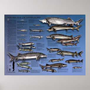 POSTER - 18X24 - SHOWCASE of STURGEONS