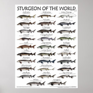 POSTER - 18X24 - STURGEON DU MONDE - poisson
