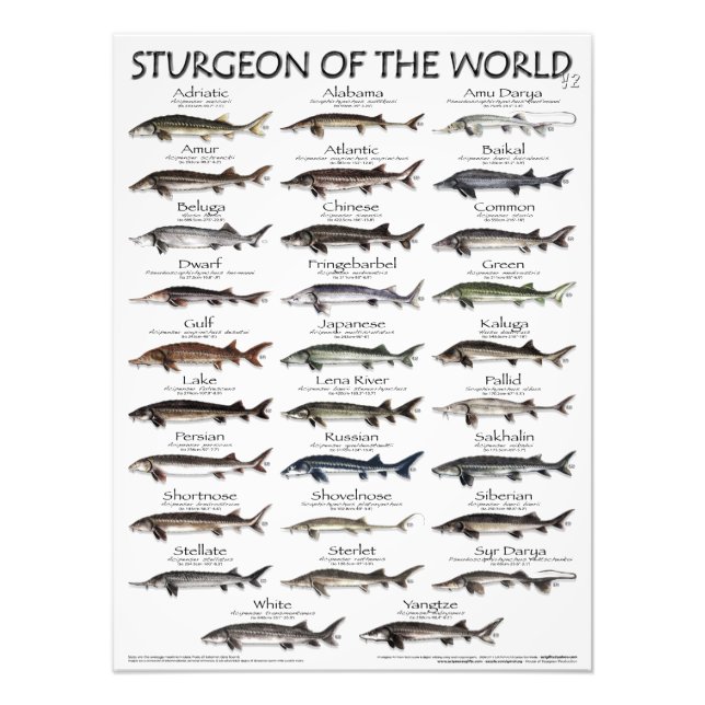 POSTER - 18X24 - STURGEON DU MONDE - TOUT D'ABORD (Devant)