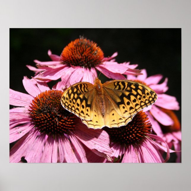 Poster 19x15" (Devant)