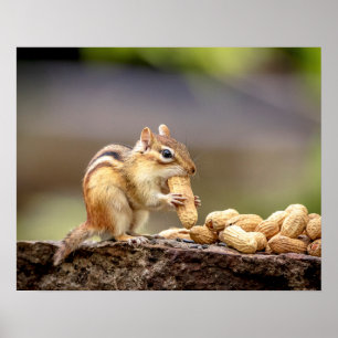 Poster 20x16 Chipmunk mangeant une cacahuète