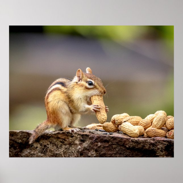 Poster 20x16 Chipmunk mangeant une cacahuète (Devant)