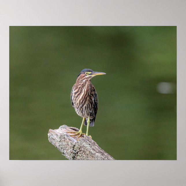 Poster 20x16 Heron Vert sur un log (Devant)