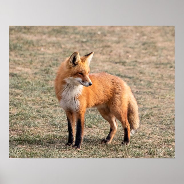 Poster 20x16 Renard rouge dans un champ (Devant)