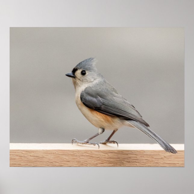 Poster 20x16 Tufted Titsouris (Devant)