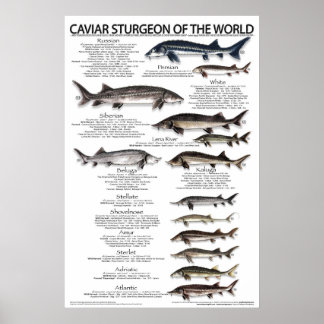 POSTER - 20x30 - CAVIAR STURGEON of the WORLD