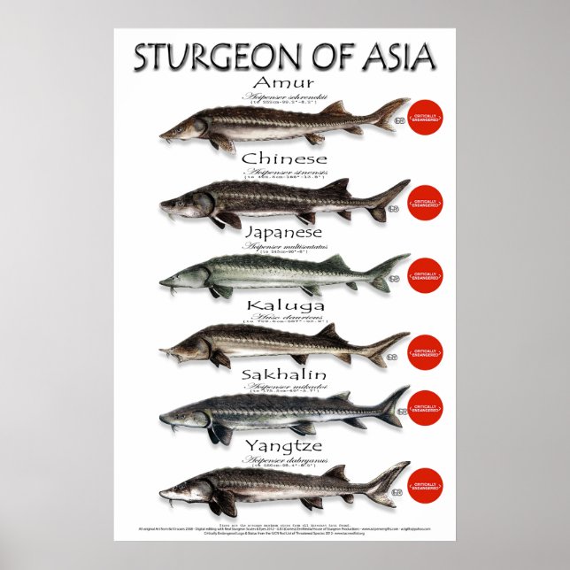 POSTER - 20x30 - STURGEON d'ASIE (Devant)