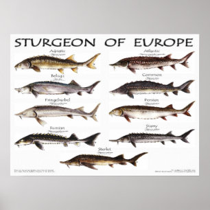 POSTER - 24x18 - STURGEON d'EUROPE -(original)