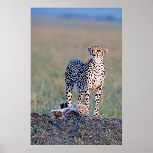 Poster - 24x36 Cheetah mère et petits (Devant)