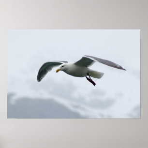 Poster 2 de Seagull