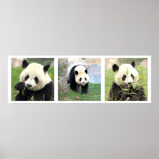 Poster 30x90 Panda géant (Devant)