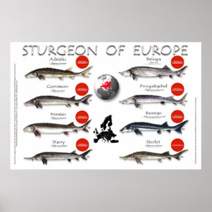POSTER - 36x24 - STURGEON d'EUROPE