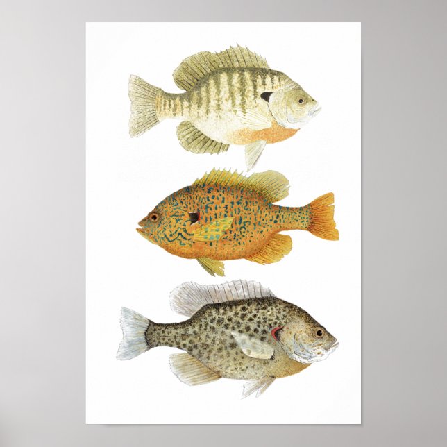 Poster 3 Études sur l'aquarelle du poisson soleil (Devant)