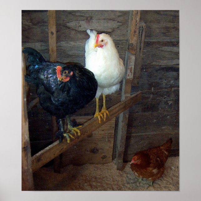 Poster 3 Petites poules (Devant)