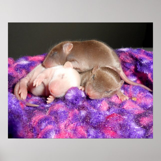 Poster : 3 souris de bébé (Devant)