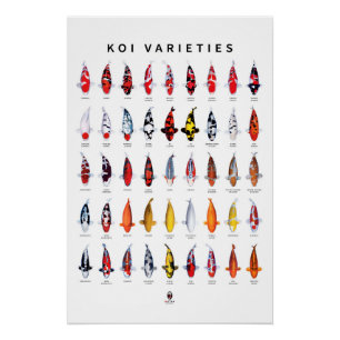 Poster 45 Types de Koi