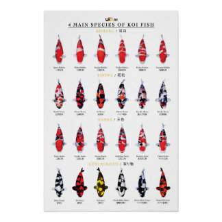 Poster 4 espèces principales de poissons koï