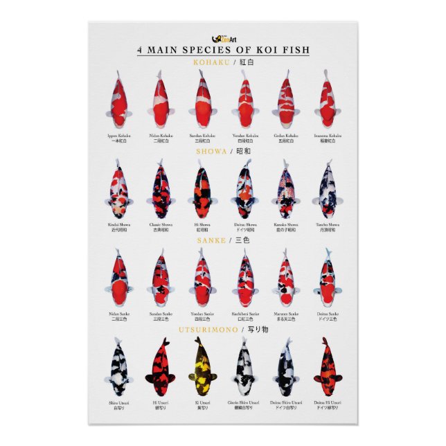 Poster 4 espèces principales de poissons koï (Devant)