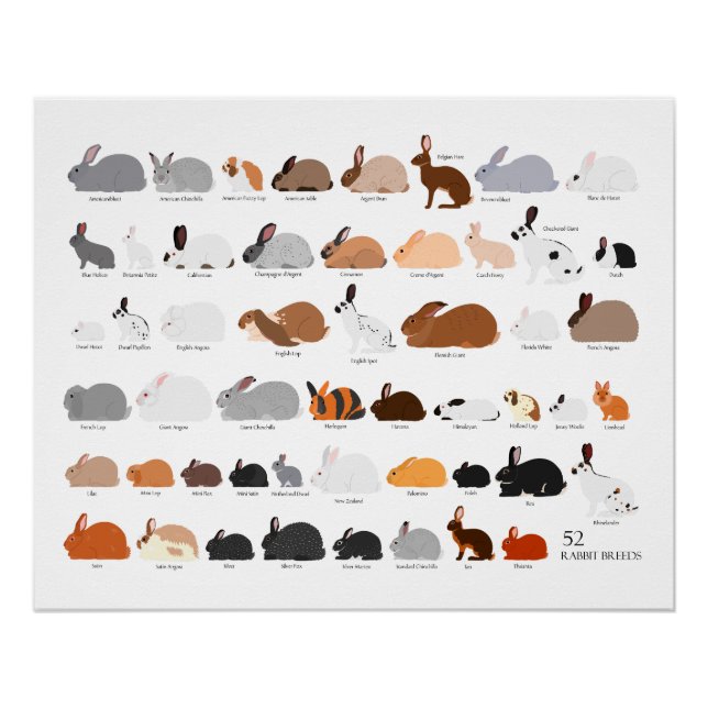 Poster 52 rabbit breeds chart (Devant)