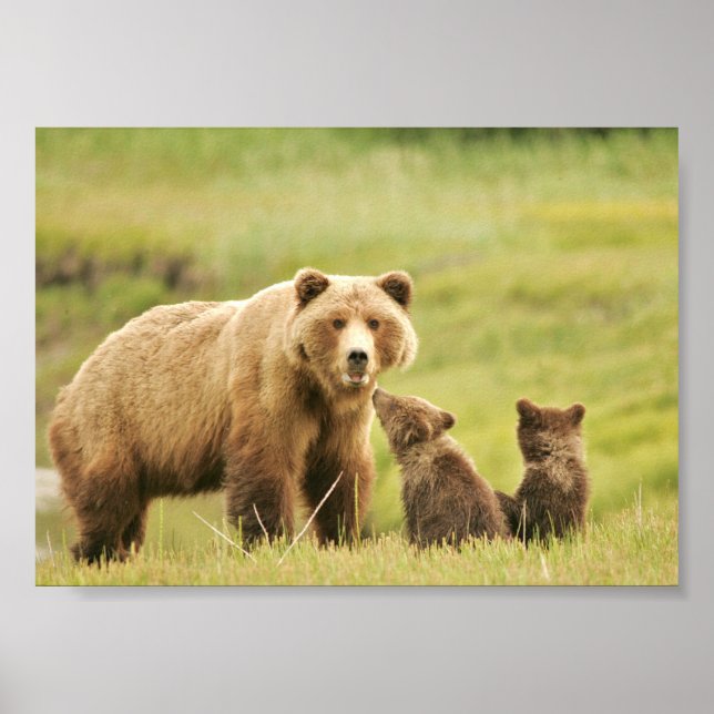 Poster 7x5 (Matte) avec ours grizzli et oursons (Devant)
