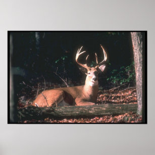 Poster 8 Point Deer Buck sur toile