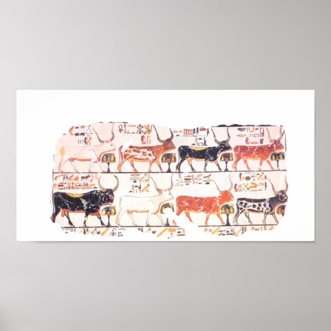 Poster 8 vaches (Devant)