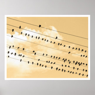 Poster 91(1) oiseaux