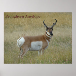 Poster A1 Pronghorn Antelope Big Buck