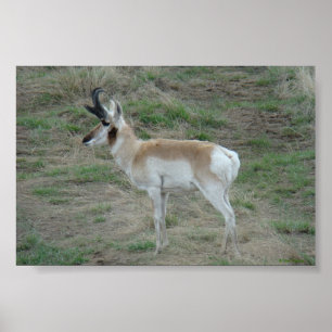 Poster A26 Pronghorn Antelope Buck
