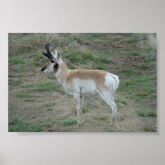 Poster A26 Pronghorn Antelope Buck (Devant)