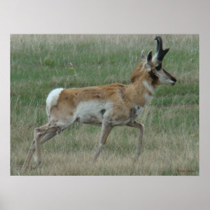 Poster A32 Pronghorn Antelope Buck
