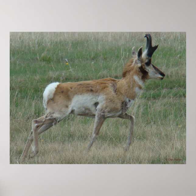 Poster A32 Pronghorn Antelope Buck (Devant)