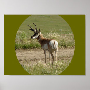 Poster A39 Pronghorn Antelope Buck