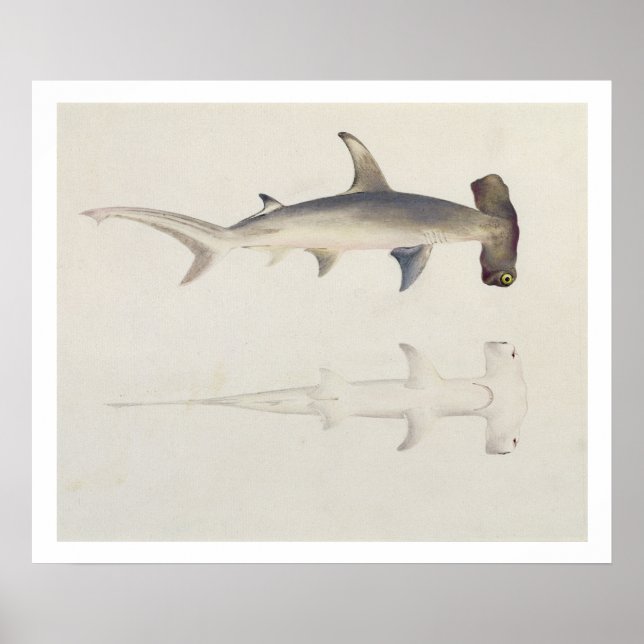 Poster A Hammer-headed Shark, Loheia, formerly attributed (Devant)
